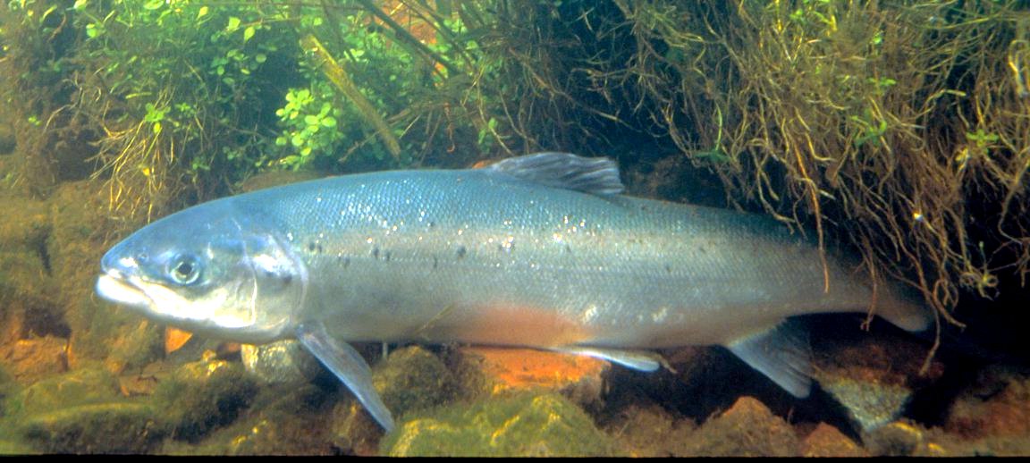 Lachs